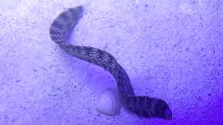 Day 3 with a Snowflake Moray Eel (Echidna nebulosa)