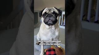 It's all fun and games... 😒 #dog #pug #cute #funny #pets #fyp #shorts