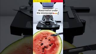 Water melon 🐽 microscope se kaisa dikhta hai 😱🔬|| #Shorts #ytshorts #facts @fact5839 @ItzAsim46