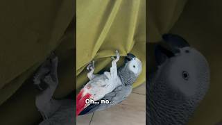 My parrot destroying my furniture again🥲 #birdslover  #funnyanimals #africangrey