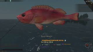 Fisher Online - Норвегія Морський Окунь (Морской Окунь) троф