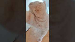 Early Bird Cat #britishshorthair #catlover #catvideos