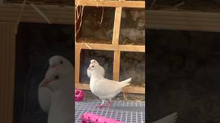 King Pigeon Pair|| #foryou #viralvideo #youtubeshorts #viral #ytshorts #trending #reels