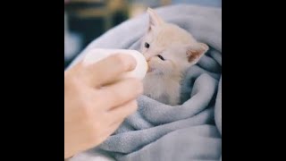 Feeding kitten milk