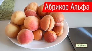 Абрикос Альфа