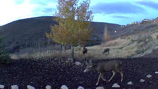 Deer in the side yard Park City.