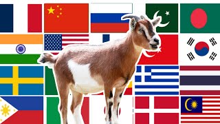 Goat Name from different countries with Voice