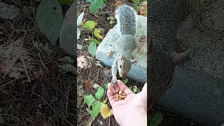 Blackie the Squirrel Gets Some Walnuts