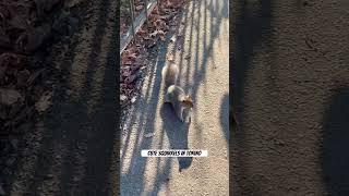 Sweet #Squirrel Serenade: Cookie-licious Moments in Turin! #naturelovers #travel