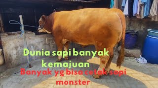 SAPI P2 BERBOBOT 900 UP