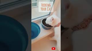 Good Idea Bad Idea | Part 2 | Feeding Your Cat...