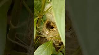 Bird Nest 🪺🥚🐣 @My Garden 🏡  #2024 #shorts