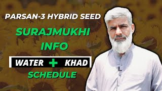 Pakistani Suraj Mukhi Hybrid Seed Parsan-3 Complete Information