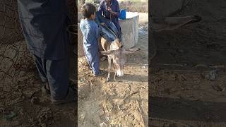 The people of Thar carry water on donkeys🐴🐴🙌💫❤❤💫