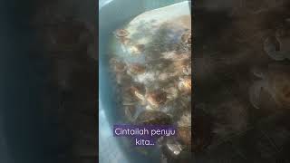 Cintailah penyu kita