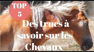 Top 5 des trucs à savoir sur les chevaux