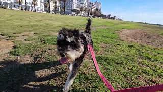 Miniature Schnauzer Happy Walk and Run