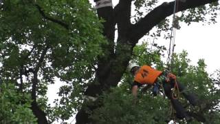 Tobias Pelli Master Italian treeclimbing championship