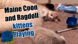 Maine Coon and Ragdoll kittens