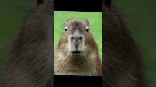 капибара #тихий55 #capybara #рекоминдации #капибара