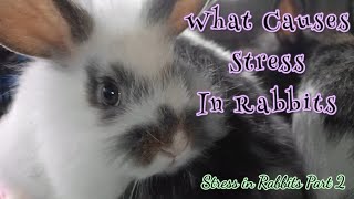 Stress in Rabbits Part 2: Causes and Management || All About Rabbits