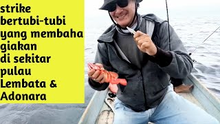 strike!!! Ikan kerapu bertubi-tubi di pulau lembata dan adonara @Adonara_Angler