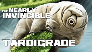 The Nearly INDESTRUCTABLE Micro Animal - Tardigrade - Animal a Day