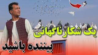 بهترین یک شکارکردیم اما خارج از کفتربازی/078Afghan Shawqi