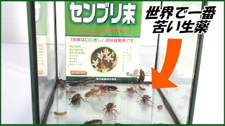 蟻戦争Ⅲ＃165 世界で一番苦い生薬「センブリ」をゴキブリに食べさせたら、期待できる結果になった。編～Feed the cockroaches to Japanese green gentian ～