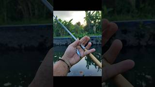 Mancing ikan wader pari - Microfishing #mancing #waderpari #microfhising #wader