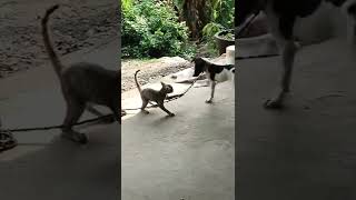 cats dog fights