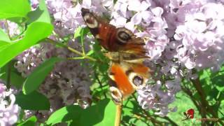 Сирень цветет. Lilacs bloom