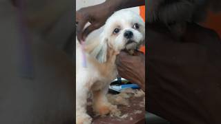 Shih Tzu getting a groom #shihtzu #dog #shorts