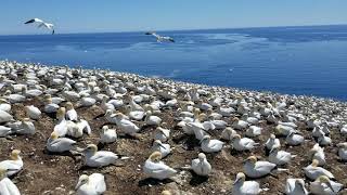 Colonie de fous de bassan. Ile Bonaventure, Quebec. Juin 2019