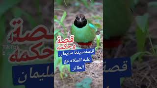 قصة سيدنا سليمان عليه السلام مع الطائر🦜