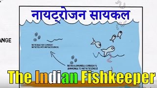 Nitrogen Cycle Explained | नायट्रोजन सायकल क्या है? | The Indian Fishkeeper