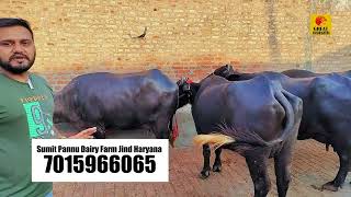 12 ते 20 लिटर दूध देणाऱ्या म्हशींच्या खरेदीची विषयी माहिती | Murrah Buffalo Farming Maharashtra