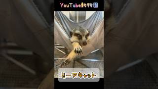 白目で眠る天使／どうぶつ♡ときどき癒し［YouTube動物園］#ミーアキャット #meerkat