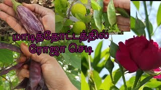 மாடித்தோட்டத்தில் பன்னீர் ரோஜா/அவரை கொடி டிப்ஸ் &அறுவடை /கத்திரிக்காய்/எலுமிச்சை