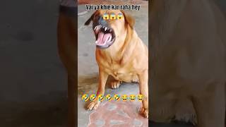 dog reaction 😱🤣😂 #funny #comedy #shorts #short 🤣