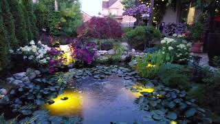 Garden-Pond Summer 2019