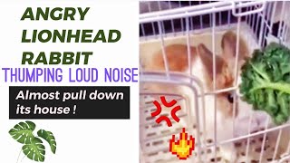 🐰Angry Lionhead Rabbit Thumping big sound,almost PULL DOWN its house { Start watching at 1:00}