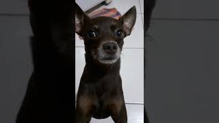 🐕🐕🐕#pinscher #dog #pets #cachorro @CeliaLima