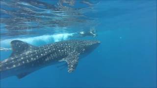 Harcèlement sur un requin baleine...