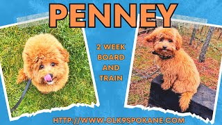 Cavapoochon, 5 m/o, "Penney" | Best Cavapoochon Obedience Training