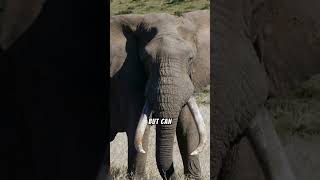 Meet The Ivory Tusked Elephant