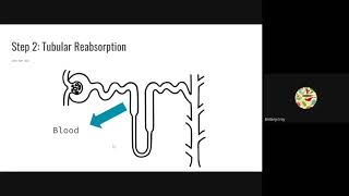 Renal Processes