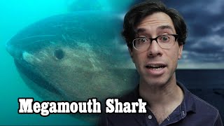 Is the Megamouth Shark Real? Not sure!