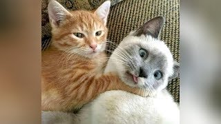 Ultra FUNNY CATS & KITTENS - Try not to CRY WITH LAUGHTER!