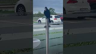 Funny crow #funny  #shorts #lol